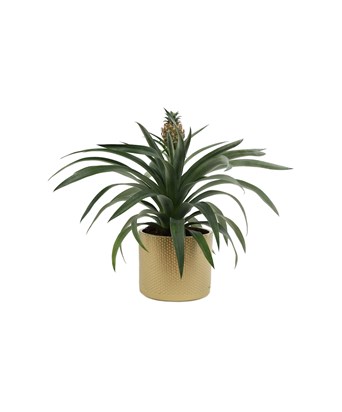 Ananas Bitkisi Dore Renk Saksıda